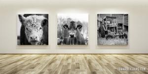 Art Show Of Black And White Large Format Farm Photographs