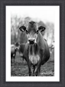 Portrait Of A Dairy Cow